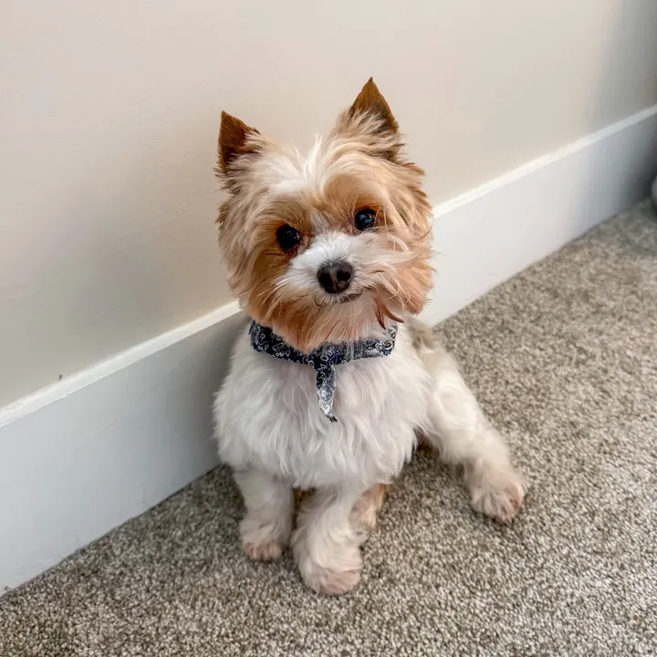goodboyralphh