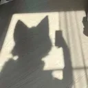 @faster.wolf