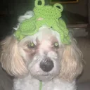 @cleo.the.maltese