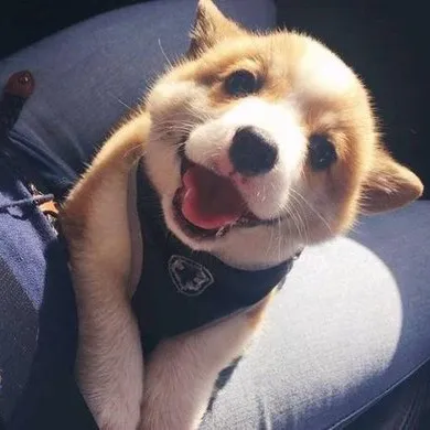 pawsomedog128