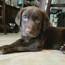 @hank.the.tank.the.lab