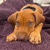 blue.the.ridgeback
