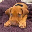 @blue.the.ridgeback
