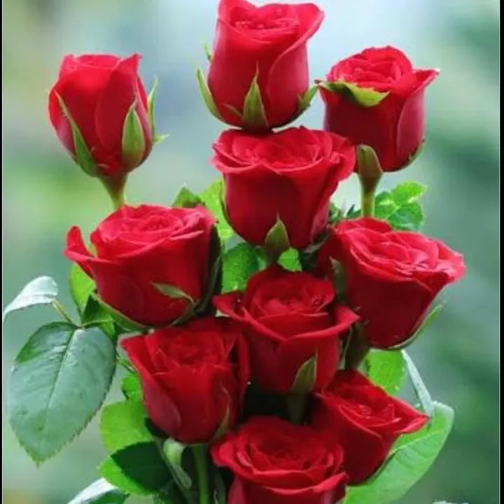 begum8910