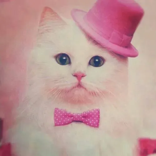 @tophatcat67