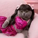 @userayanew.0