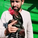 @sajjadaseelfarm514