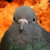 flatwavelength