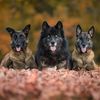 wolfsongacres