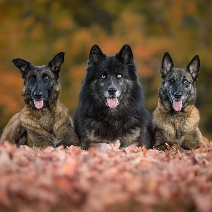wolfsongacres
