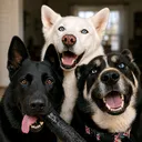 @barlionpack