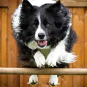 @border.collie.andra