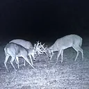 @swamp301