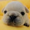 thepibblepost