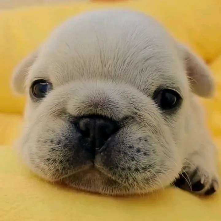 thepibblepost