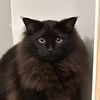 sterling.the.cat