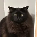 @sterling.the.cat
