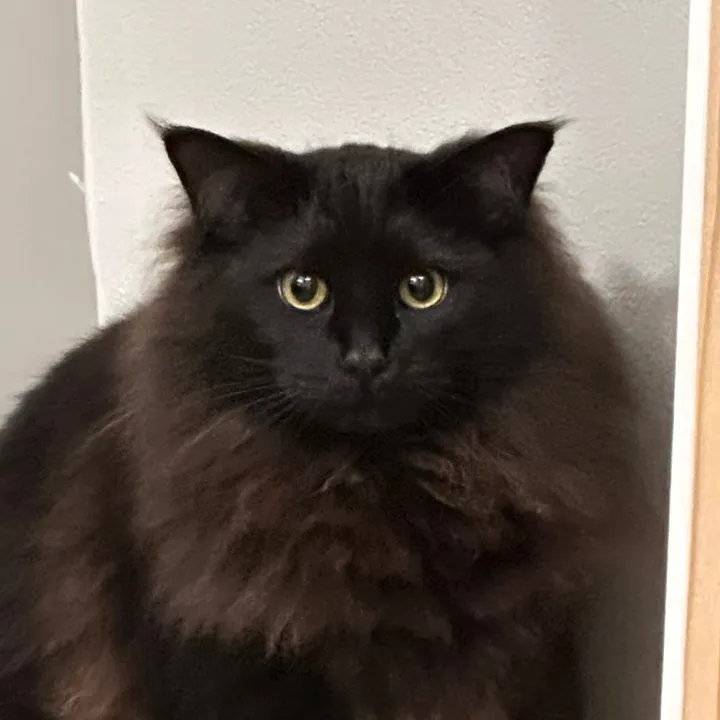 @sterling.the.cat