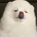@max857rt