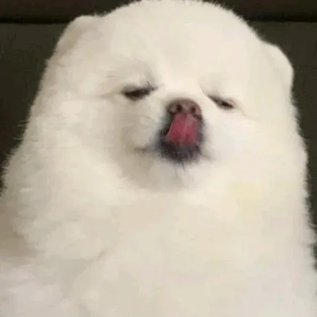 @max857rt