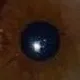 @eyecolor17
