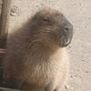 lil_capybarayt