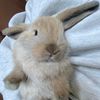 chickenthebunbun