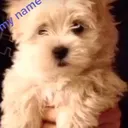 @baileybuddy_smiles