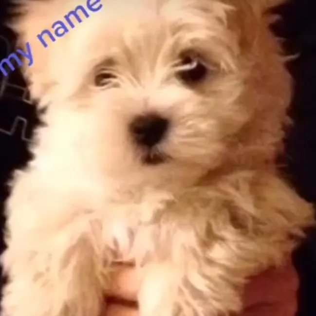 @baileybuddy_smiles