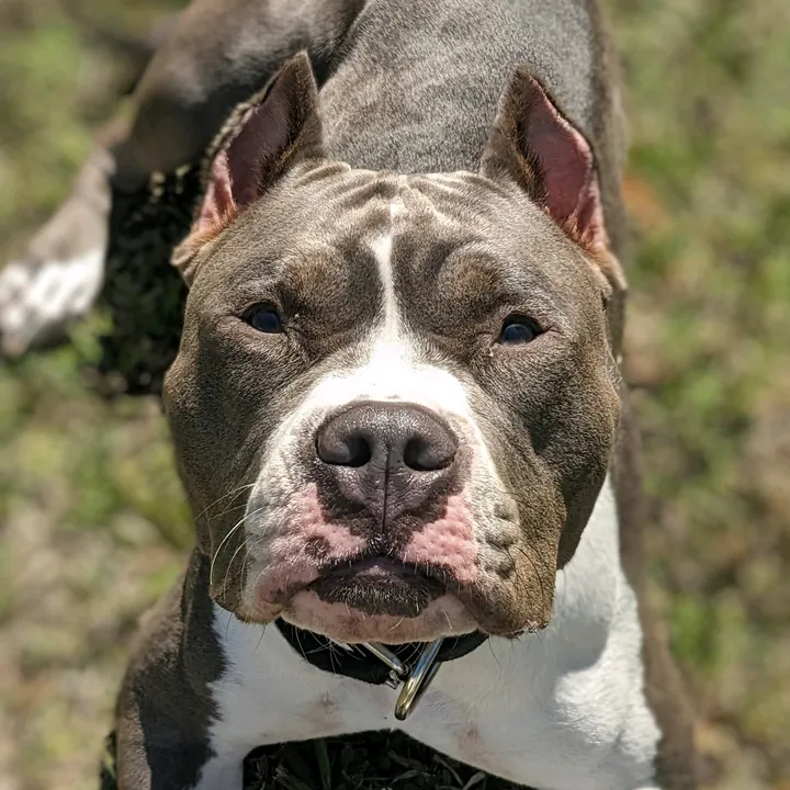 bella_blue_bully