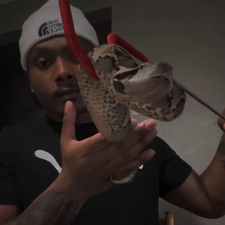 savageryreptiles