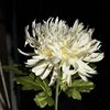 fleurs_artificielles_31