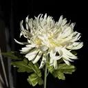 @fleurs_artificielles_31
