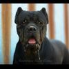 americanacanecorso