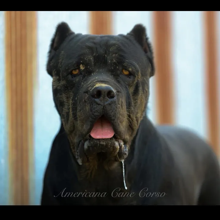 americanacanecorso
