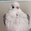 yuzuthepigeon