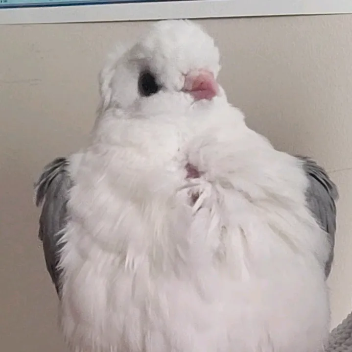 yuzuthepigeon