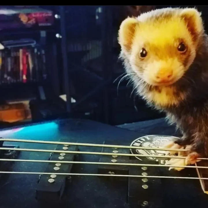 theskankingrudeboy