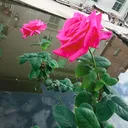 @fengchefang1