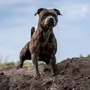 @sportingdogslife