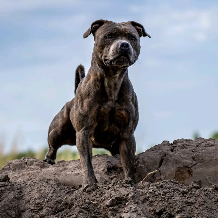 @sportingdogslife