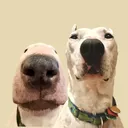 @mistermainer