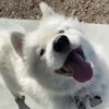 furrylittlefriends0