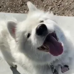 furrylittlefriends0