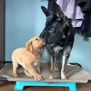 @potsiewithdogs