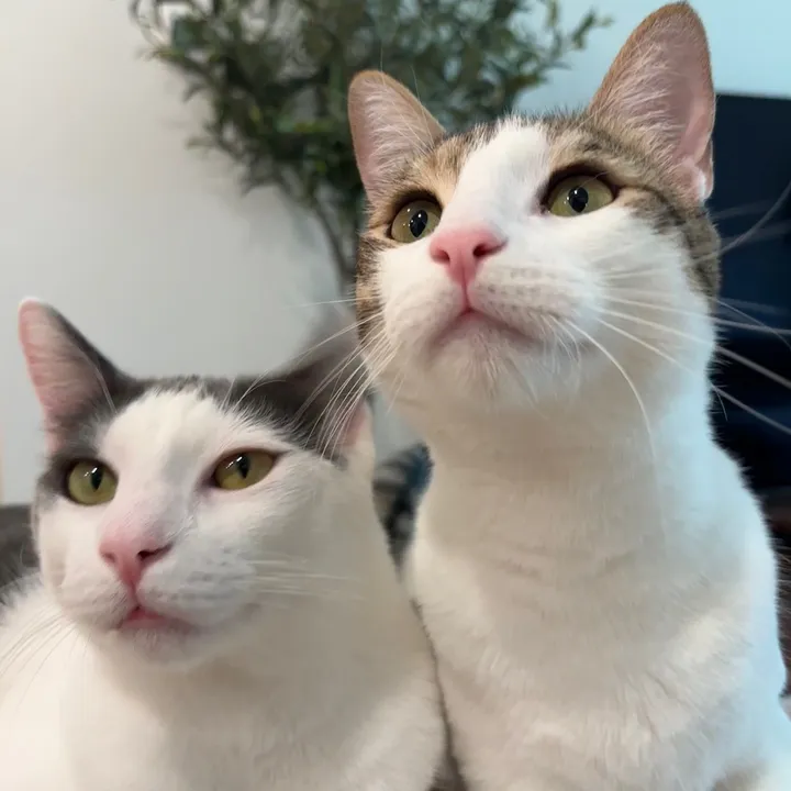 mimiwawa_meow