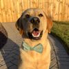 lordjacktheyellowlab