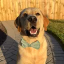 @lordjacktheyellowlab