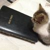 god.will.save.the.world
