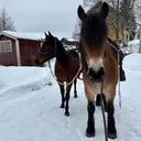 @ryttaren4u